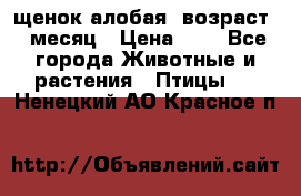 щенок алобая .возраст 1 месяц › Цена ­ 7 - Все города Животные и растения » Птицы   . Ненецкий АО,Красное п.